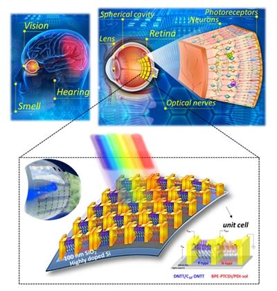 圖一. 有機感光逆變器式人工智慧視網膜之設計示意圖。